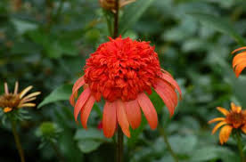 If you don't know what's growing in your garden, it's hard to cater to local gardeners and botanists are generally happy to help out. 14 Most Unique Flowers To Grow In Your Garden