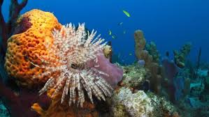 What Do Sea Sponges Eat Sea Sponge Coral Reef Marine Life