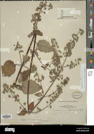 Image result for Droguetia iners