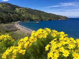 Santa cruz island scott morrison, the victor e. California Superbloom Channel Islands Wildflowers Santa Barbara Adventure Co