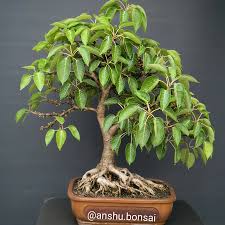 Image result for Ficus virens