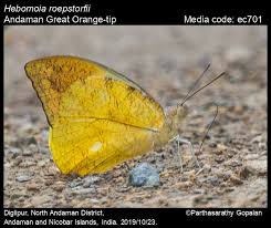 Image result for Rothmannia macrosiphon