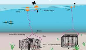 Insect traps vary in price based on type, range, and other features, but you can typically expect to spend between $25 and $200 on one. Traps Australian Fisheries Management Authority