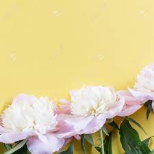 Abstract pink yellow and white background. Pastel Pink Peony Flowers Bouquet On Yellow Background Flat Lay Top View Minimal Floral Flatlay Concept Stock Photo Picture And Royalty Free Image Image 104232934