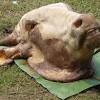 Berbeda dengan sate jenis lainnya, sate kambing biasanya tidak dibumbui terlebih dahulu. 1
