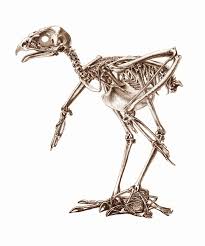 Sparrowhawk Skeleton Png 700 840 Bird Bones Animal Skeletons Animal Drawings