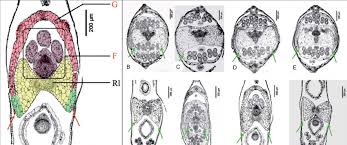 Image result for Pycreus flavescens