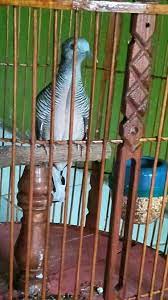 Perkutut Kung Kaki Memanah