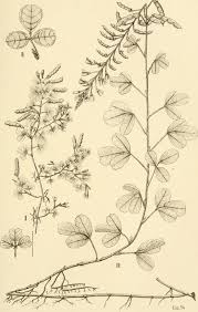 Image result for Grona adscendens