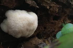 While lion's mane has been used in asian folk medicine for centuries, it used to be reserved for the rich and powerful because of how uncommon it. How To Grow Lion S Mane Mushrooms On Logs And Sawdust