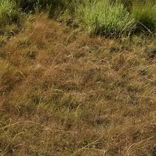 Image result for Microchloa