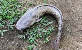 Cara menebar benih ikan lele. Kaedah Ternak Ikan Keli Afrika Di Membakut Tarik Perhatian Niaga Mstar
