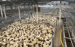 Store Lambs