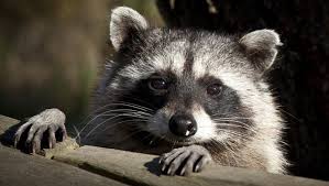 If the spot is on a deck or patio, you can just move around some furniture. Dr Dirt Raccoons Crash Hummingbird Party