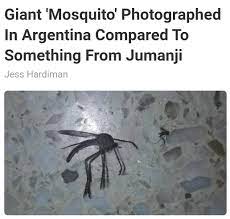 Eu encontrei este mosquito gigante na parede da casa de uma fazenda de uns amigos onde dormi ontem. Giant Mosquito Album On Imgur
