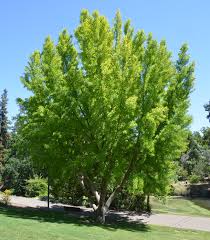 Resultado de imagen para c) Ginkgo biloba