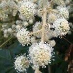 Image result for Cecropia pachystachya