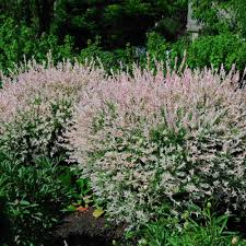 Tri Color Dappled Willow In 2020 Dappled Willow Shrubs Fast Growing Trees