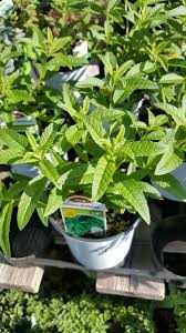 Image result for Aloysia