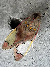 Polilla Moth Moth Moth Caterpillar Colorful Moths