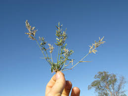 Image result for Eragrostis cilianensis