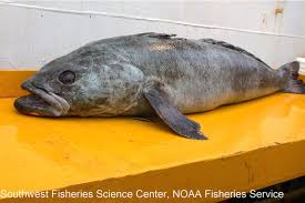 Image result for Dissotis trothae