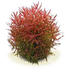 Image result for Limnophila fluviatilis