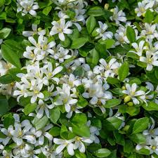 Murraya paniculata, commonly known as orange jasmine, orange jessamine, china box or mock orange, is a species of shrub or small tree in the family rutaceae and is native to south asia, southeast asia and australia. Murraya Paniculata Orange Jasmine Palma Verde Exoten V O F