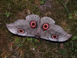 Image result for Sclerocroton cornutus