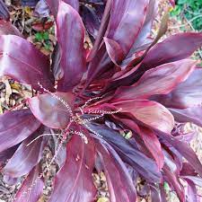 Cordyline Rubra Palm Lily Famed For Bright Purple Foliage Ideal For Colour Contrast Mass Planting O Year Round Colors Ornamental Plants Yellow Flowers