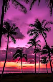 Pink Purple Sunset Sky Palm Tree Silhouette Awesome Hawaii Palmnails Nature Photography Beautiful Sunset Scenery