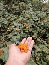 Image result for Rubus ellipticus