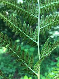 Image result for Athyrium annae