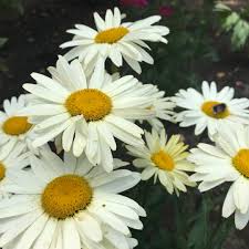 On performance, i would give it a positive +, but because of the smell, i have to negate that just a touch. Leucanthemum X Superbum Broadway Lights Shasta Daisy Broadway Lights In Gardentags Plant Encyclopedia