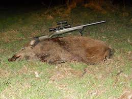 Maybe you would like to learn more about one of these? Any Way To Hunt Texas Hogs For Free Hunt Talk