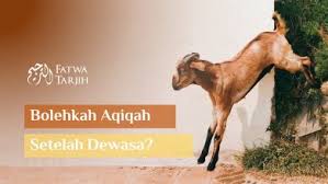 Kemudian ada ulama yang menjelaskan bahwa akikah sebagai penebus adalah artinya. Menggabungkan Penyembelihan Akikah Dan Kurban