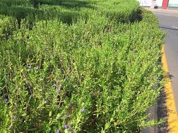 Image result for Freylinia