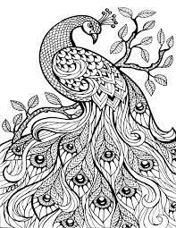 Use the detailed peacock coloring sheet with colored pencils to erase boredom and get creative in a quick and easy way. Peacock Coloring Pages Pattern Coloring Pages Mandala Coloring Pages