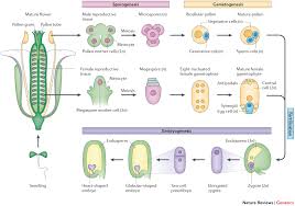 The haploid gametes produced by most organisms combine to form a zygote with n pairs of chromosomes, i.e. Epigenetic Reprogramming In Plant Sexual Reproduction Nature Reviews Genetics