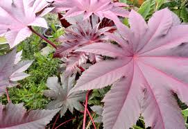 Image result for Ricinus communis