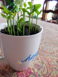 The lemon (citrus limon) is a species of small evergreen tree in the flowering plant family rutaceae, native to south asia, primarily northeast india. Grow A Fruiting Lemon Tree From Seed In Your Own Home