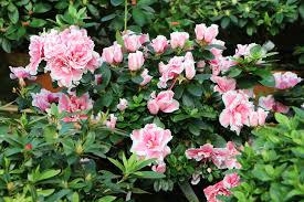 Nume dat mai multor arbuşti ornamentali exotici cu flori roşii, roz sau azalee — als azaleen werden verschiedene arten und sorten der gattung rhododendron bezeichnet. Azalee Schneiden So Einfach Gelingt Das Zuruckschneiden Hausgarten Net