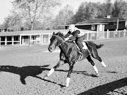 Meet The 11 Amazing Horses Who Have Won The Triple Crown Horses Thoroughbred Horse Racing Thoroughbred Horse