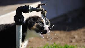 Using the data from these experiments. Funny Dogs Drinking Water In Slow Motion Funnypetvideos Funnyanimals Funny Animal Videos Funny Dogs Funny Animals