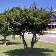 If you plan your garden landscape well, you can have various shades of tree blossoms in spring, summer, and fall. Reviews For Flowerwood 2 5 Gal Shoal Creek Chaste Tree Vitex With Fragrant Purple Flower Clusters 57463fl The Home Depot