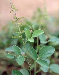 Image result for Desmodium