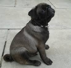 Dogs are man's best friend and have a special ability to lift spirits. Pin Auf Silver Apricot Pug Puppies