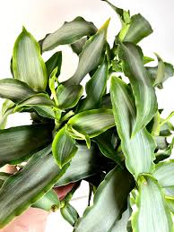 Image result for Murdannia