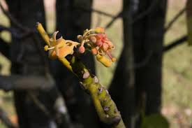 Image result for Hildegardia