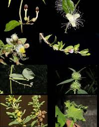 Image result for Sopubia conferta